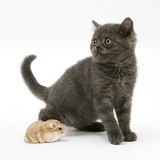 Grey kitten meeting Dwarf Siberian Hamster