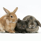 Grey kitten with rabbits