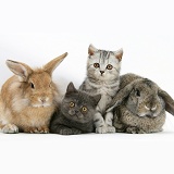 Two kittens and a rabbits