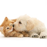 Woodle pup and ginger Maine Coon kitten