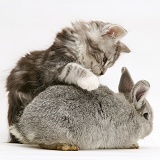 Baby silver Lop rabbit with silver tabby Maine Coon kitten