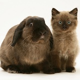 Chocolate Birman-cross kitten with chocolate Lop rabbit