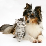 Silver tabby kitten and Sheltie