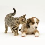Tabby kitten and Border Collie pup