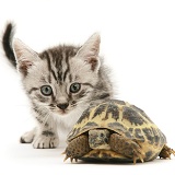 Silver tabby kitten inspecting a tortoise