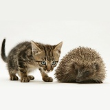 Tabby kitten inspecting a Hedgehog