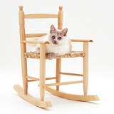 Birman cat on a chair