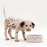 Dalmatian pup drinking from a bowl