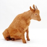 Young Pygmy x Golden Guernsey goat