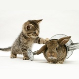 Tabby kitten with young rabbit in a watering can