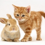 Ginger kitten and baby fawn rabbit