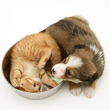 Border Collie pup and ginger kitten with metal bowl