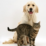 Smiley Golden Retriever and tabby cat