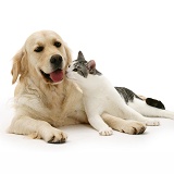 Cat and Golden Retriever