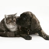 Smoke Exotic kitten and Brindle English Mastiff pup
