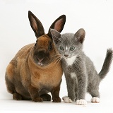 Blue kitten and Rex rabbit