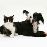 Chinese crested dog and black-and-white kitten