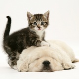Tabby kitten with Golden Retriever pup