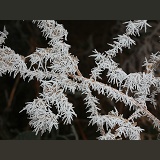 Freezing fog frost crystals on dead bracken