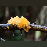 Orange jelly fungus