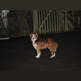 Sable Border Collie at night