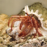 Hermit crab eting fish head