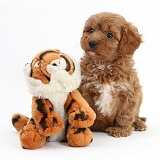 Cavapoo pup, 6 weeks old, and soft toy tiger