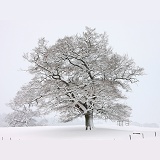 Oak tree with snow in Albury Park