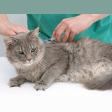 Vet administering a vaccination to a Maine Coon cat