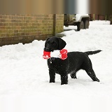 Black Labrador-cross pup with toy in the snow