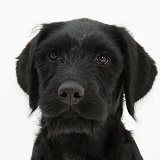 Black Labrador-cross pup