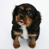 Black-and-tan Cavalier King Charles Spaniel pup