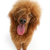 Red toy Poodle