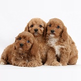 Three Cavapoo pups, 6 weeks old