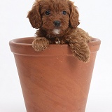 Cavapoo pup, 6 weeks old, in a flowerpot