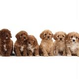 Six Cavapoo pups sitting in a row