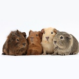 Four baby Guinea pigs