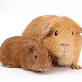 Red mother Guinea pig with red baby