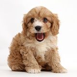 Cavapoo pup, 6 weeks old