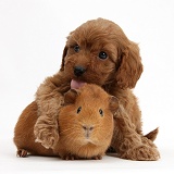 Cavapoo pups, 6 weeks old, and red Guinea pig