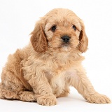 Cavapoo pup, 6 weeks old