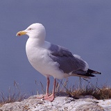 Herring Gull