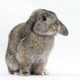 Agouti Lop eared rabbit