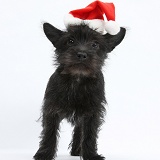 Black Terrier-cross puppy, wearing a Santa hat