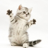 Silver tabby kitten reaching out