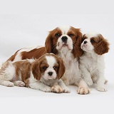 Blenheim Cavalier King Charles Spaniel mother and pups