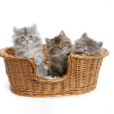 Three Maine Coon kittens, 8 weeks old, in a basket