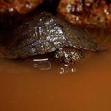 African Side-necked Turtle