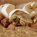 Spur-thighed Tortoise hatching from its egg