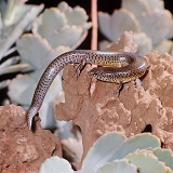 Speckle-lipped Skink eating an Army-worm